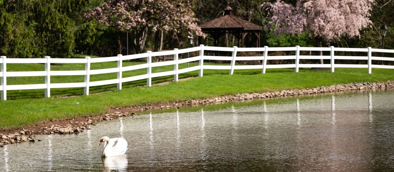 A white swan floats on a calm pond lined with a white fence and flowering trees, showcasing scenic independent living options.