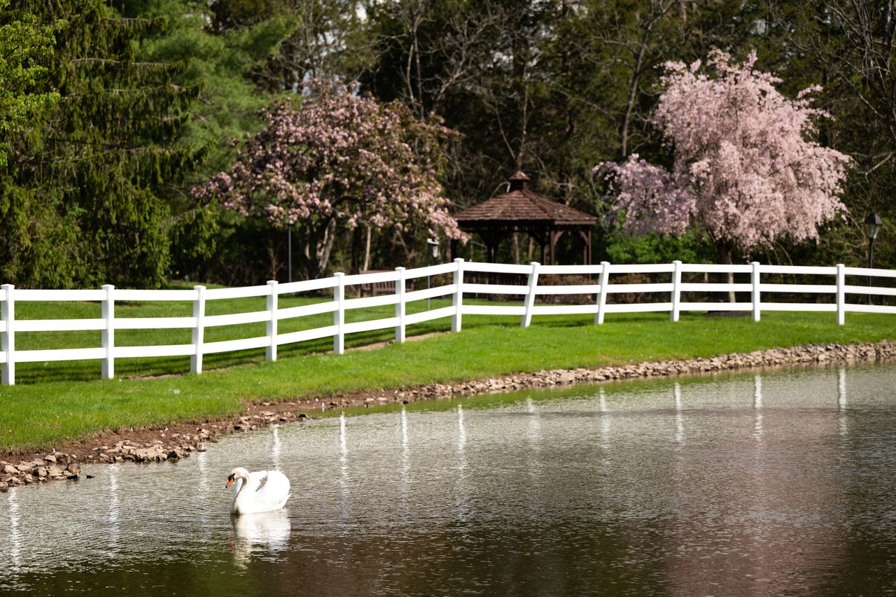 A white swan floats on a calm pond lined with a white fence and flowering trees, showcasing scenic independent living options.